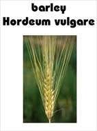 Purification and partial characterization of aminopeptidase from barley (Hordeum vulgare L.) seeds