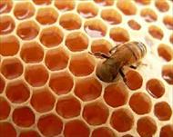 شرح الگوریتم کلونی مورچه و زنبور عسل،