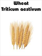 Toxicological effects of rare earth yttrium on wheat seedlings Triticum aestivum