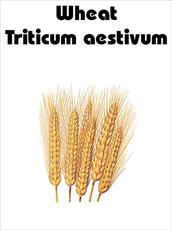 Proteomic analysis on salicylic acid-induced salt tolerance in common wheat seedlings