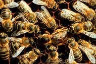 آفات و بيماريهاي زنبور عسل