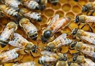 گونه ها و نژادهاي زنبور عسل
