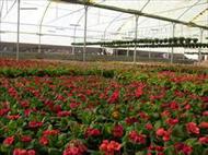 طرح  توجیهی گلخانه هیدروپونیک پرورش گل رز( 500 هزار شاخه در سال)