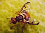 مگس ميوه شرقي Oriental fruit fly