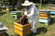 آشنایی با صنعت زنبورداری و تولید عسل