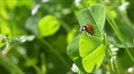 تحقیق درباره پاسخ‌هاي القائي دفاع گياهان در برابر جويدن حشرات