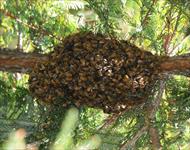 آشنایی با کلنی زنبورهای عسل