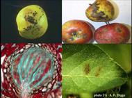 پاورپوینت بیماریهای مهم درختان میوه